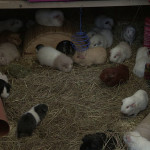 guinea pigs avalon