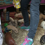 guinea pigs avalon