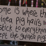 guinea pigs avalon