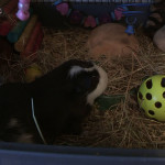 guinea pigs avalon