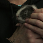 guinea pigs avalon