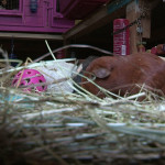 guinea pigs avalon