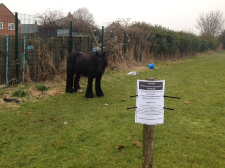 fly-grazing-newark-nottinghamshire-horses-adandoned