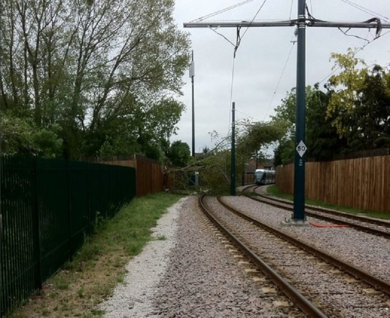tree-tram-line-nottingham