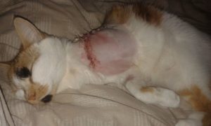 Phoebe-cat-had-leg-amputated-after-being-shot-in-carlton-2