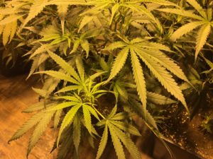 Cannabis-Brinsley-farm-Brinsley