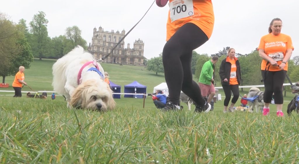 Video Muddy Dog Challenge assault course at Wollaton Hall raises more