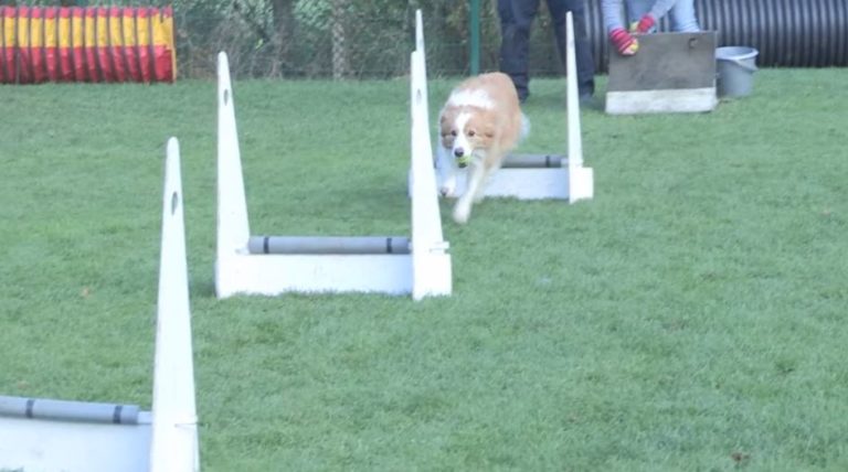 flyball-Nottinghamshire
