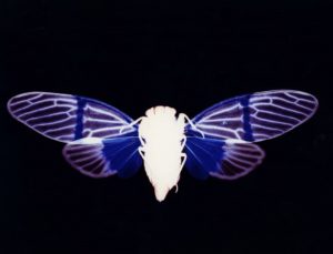 photogram,worksop,graduate,cameraless,photo,photography,unique,artwork