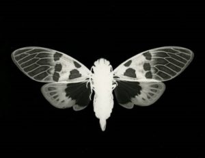 photogram,worksop,graduate,cameraless,photo,photography,unique,artwork
