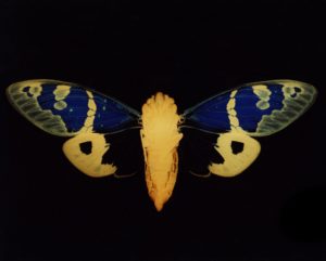photogram,worksop,graduate,cameraless,photo,photography,unique,artwork
