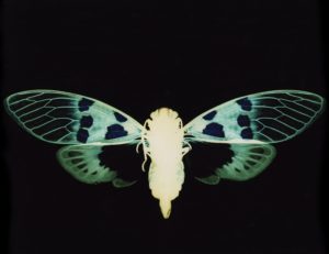photogram,worksop,graduate,cameraless,photo,photography,unique,artwork