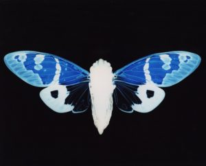 photogram,worksop,graduate,cameraless,photo,photography,unique,artwork,cicada